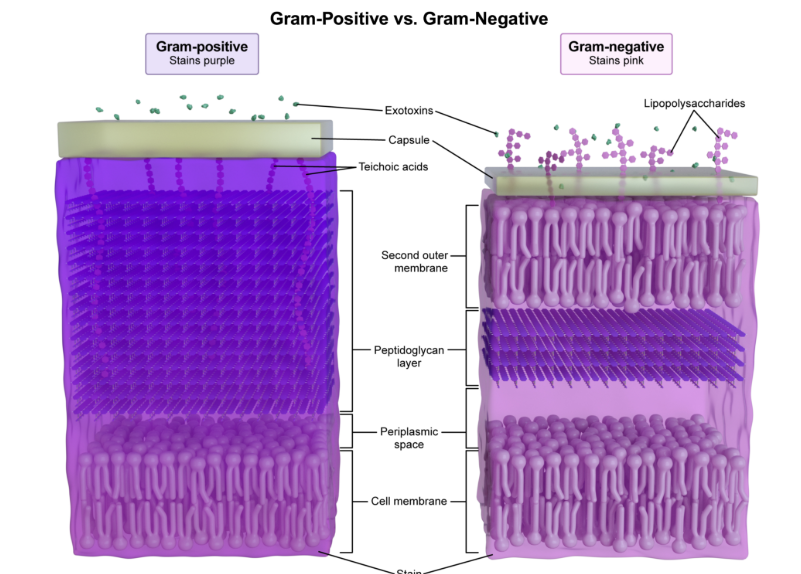 <p>Stains purple <br></p><p>Because of the thick peptidoglycan wall in the cell wall </p>