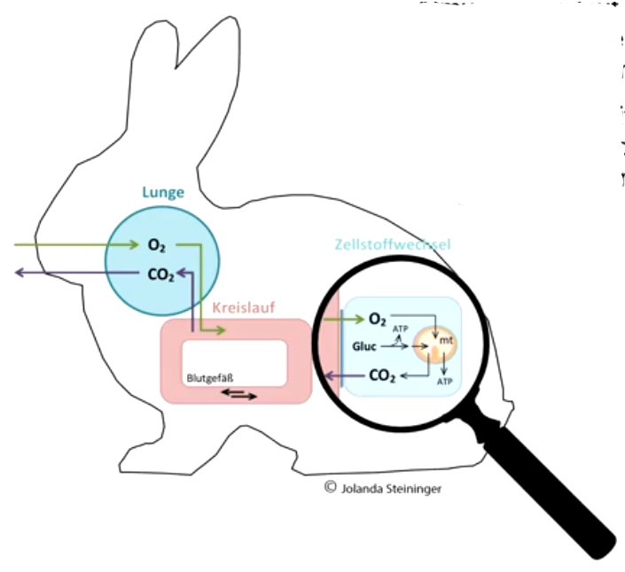 Atmung, Kreislauf und Energiehaushalt der Zellen sind auf die Stoffwechselphysiologie des jeweiligen Tieres abgestimmt. 

Konvektion und Diffusion sind die physikalischen Prozesse der Stoffverteilung im Körper und vermitteln zwischen den Medien.