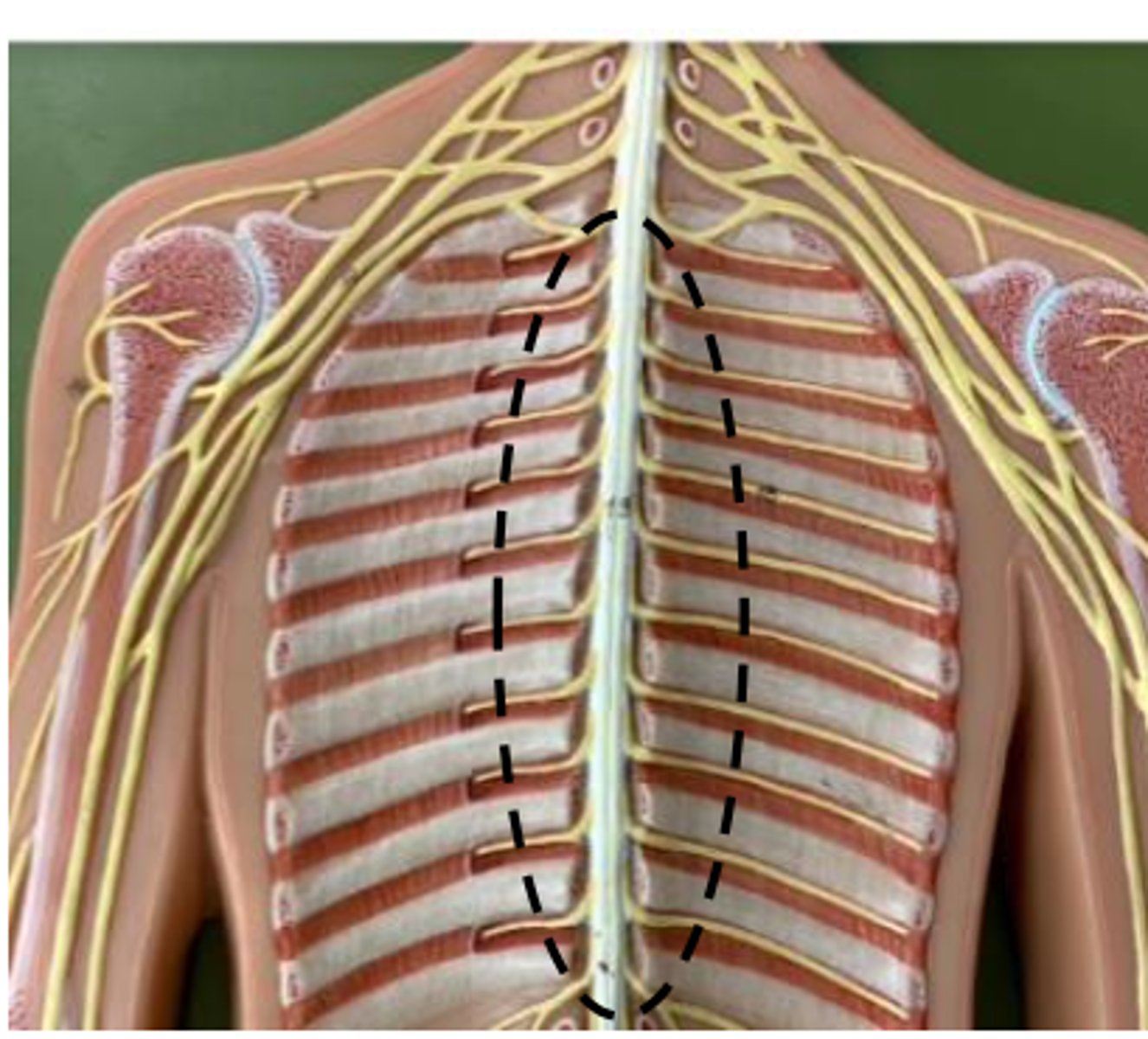 <p>ends under last rib</p><p></p>