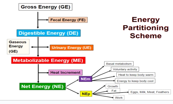 <p>GEFEDEGUMHINE</p>