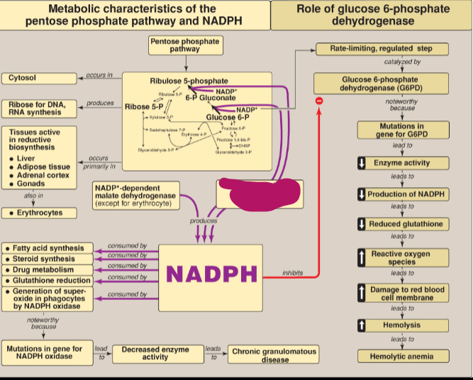 <p>What step of the PPP produces NADPH?</p>