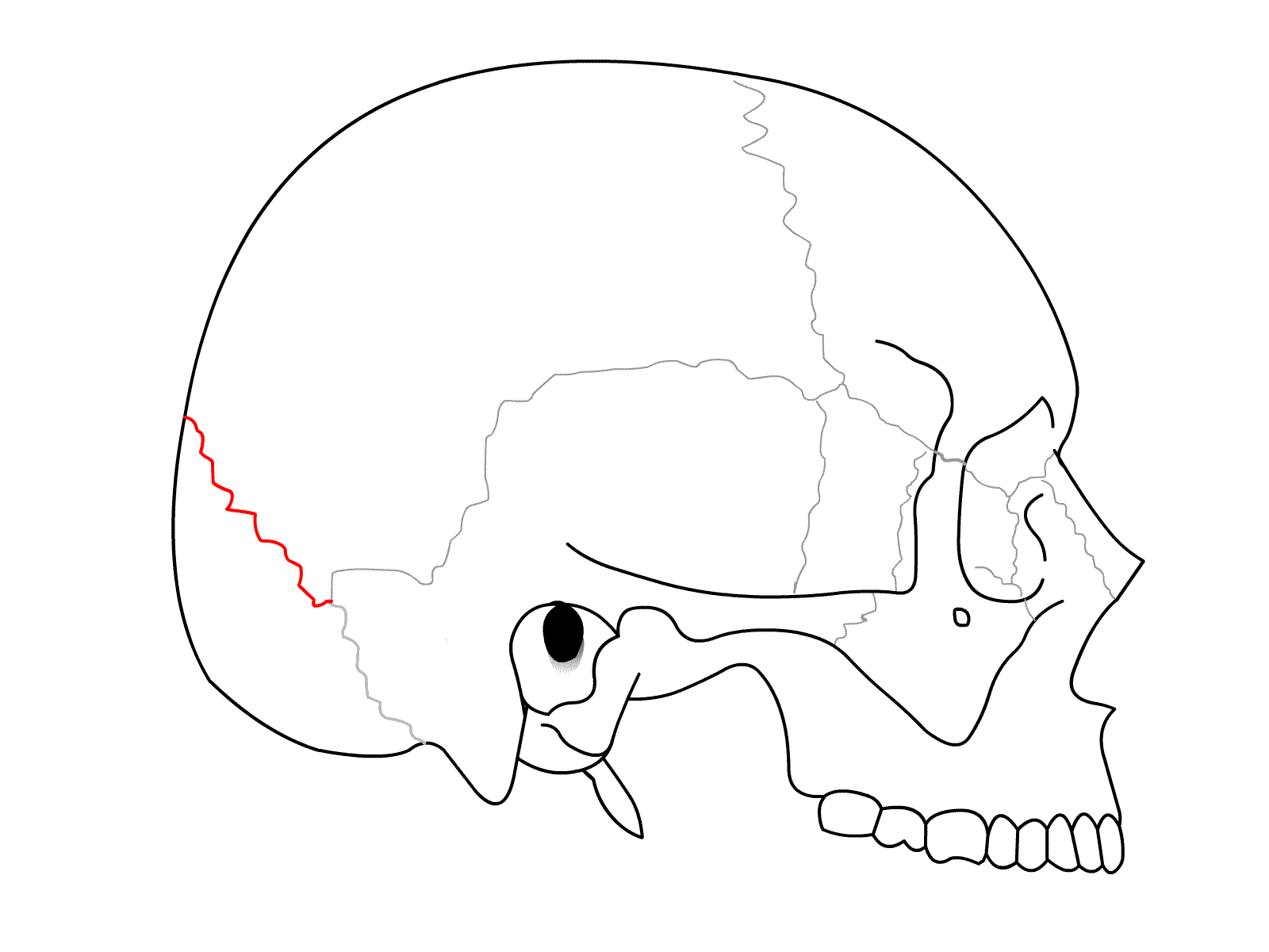 <p>Suture between the parietals and the occipital bone</p>