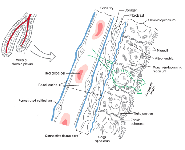 <p>fenestrated; connective; cuboidal </p>