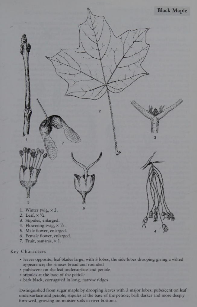 <p>Family: Sapindaceae</p><p>Physiognomy: Nt Tree</p><p>Common Name: Black Maple</p><p>Twig: Y</p><p>Leaf: Opposite, simple, concave, droopy, usually 3 lobed occasionally 5 </p>