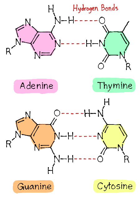 <p>AT has 2, CG has 3</p>
