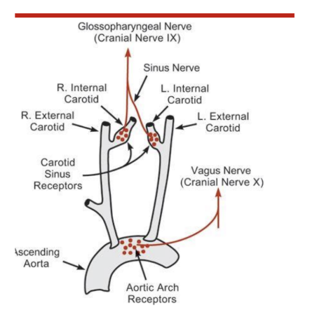<ol><li><p>Areterial barorecepotrs are found in the cartoid sinus and the aortic arch</p></li><li><p>the sinus nervve (glossopharyngeal nerve (cranial nerve IX)&nbsp;</p><ol><li><p>innervates the cartoid sinus</p><ol><li><p>travels from the carotid sinus in the glossopharyngela nerve up to the brainstem wehre they&nbsp;synase at the NTS</p><ol><li><p>afferent fibers from the cartoid sinus travel i</p></li></ol></li><li><p>the aortic arch barro receptosres are innervated by the aortic nerve (combines with teh vagus nerve) before traveling to the nts</p></li></ol></li></ol></li></ol><p></p>