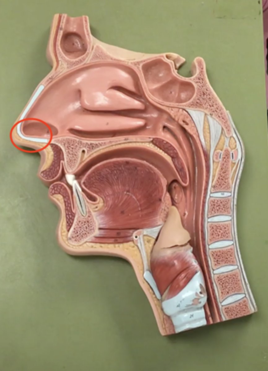 <p>holes to the opening of nose</p>