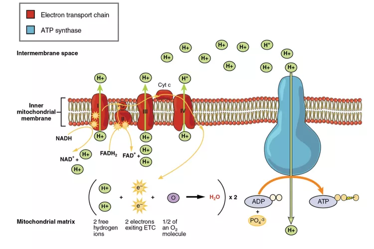 <ol><li><p>Hydrogen atoms from NADH &amp; FADH are split into H<sup>+</sup> &amp; e<sup>-</sup>, with electrons passed along a series of electron carriers via redox reactions, each at a lower energy level, releasing energy</p></li><li><p>This energy pumps H<sup>+</sup> ions from the matrix into the intermembrane space, creating a proton, pH &amp; electrochemical gradient</p></li><li><p>Protons diffuse back into the matrix through ATP synthase, forming ATP via a condensation reaction between ADP &amp; Pi</p></li><li><p>At the end of the chain, electrons combine with protons &amp; oxygen to form water (oxygen acts as the terminal electron acceptor)</p></li></ol><p></p>