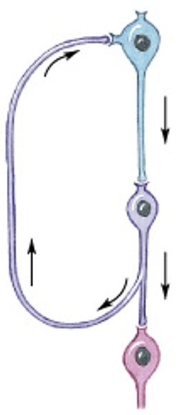 <p>Which patterns of neural circuits in neuronal pools:</p><ul><li><p>Positive feedback mechanism</p></li><li><p>Functions until inhibited</p></li><li><p>Complicated</p></li><li><p>Ex) maintain consciousness</p></li></ul><p></p>