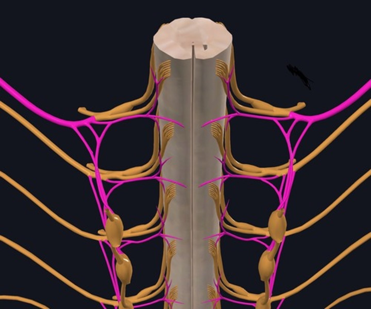 <p>Name the structures highlighted purple.</p>