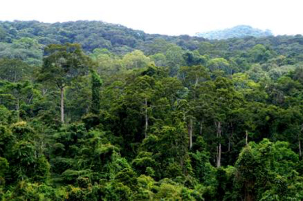 <p>Deciduous Forest </p>