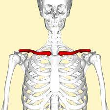 <p>The two flat bones attaches to the sternum on their anterior side and to the shoulder blades</p><p>Xương đòn</p>