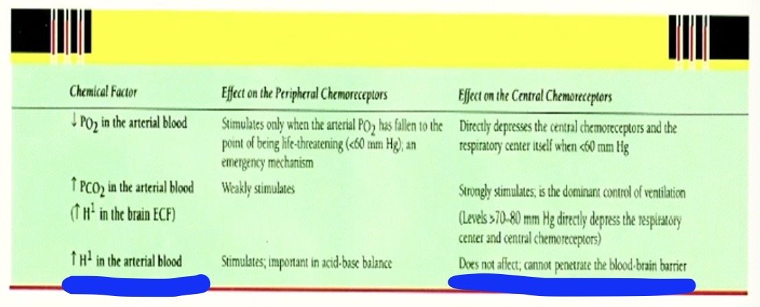 <p><u>why in chart it says</u></p><p>⭡H<sup>+</sup> in <span style="color: red"><strong>blood</strong></span> does not effect central chemoreceptors</p><p>“cannot penetrate the blood brain barrier”</p>