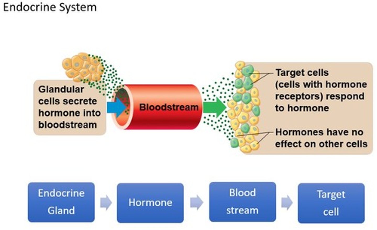 <p>To maintain homeostasis and regulate various bodily functions.</p>