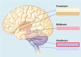 secondary vesicle of the embryonic brain that develops into the pons and the cerebellum