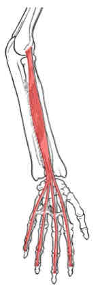 <p>Extensor Digitorum</p>