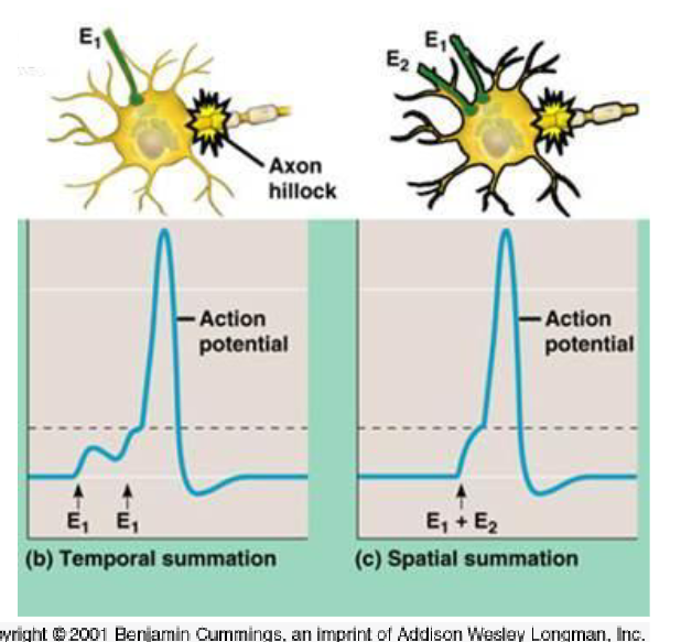 <ul><li><p>critical stimulus (or summating stimuli) → GP reaching threshold → action potential</p></li></ul><p></p>