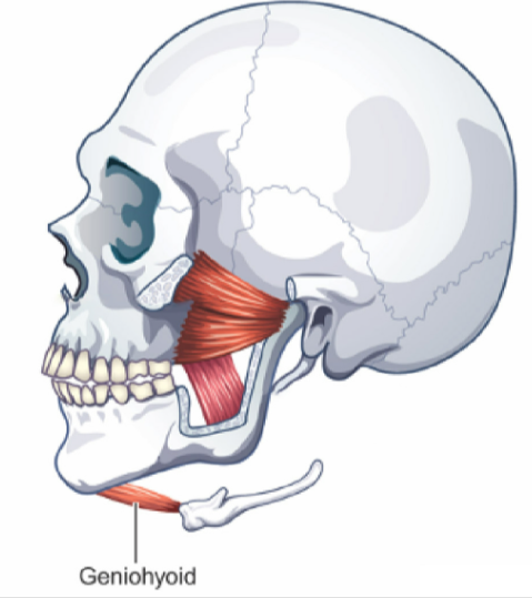<p><u>LOWERS </u><strong><u>mandible</u></strong><u> (opens mouth) and ELEVATES </u><strong><u>hyoid bone</u></strong><u> and</u><strong><u> larynx</u></strong></p><p><span style="background-color: transparent;"><span>Connected to lower structure of mandible</span></span></p><p><span style="background-color: transparent;"><span>similar to Digastric and Mylohyoid</span></span></p>