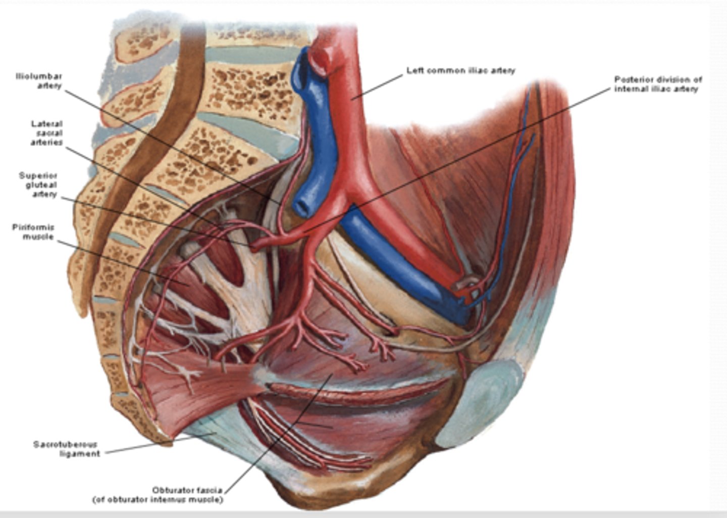 <p>What is the Superior gluteal artery of the Posterior division of the pelvis supply?</p>