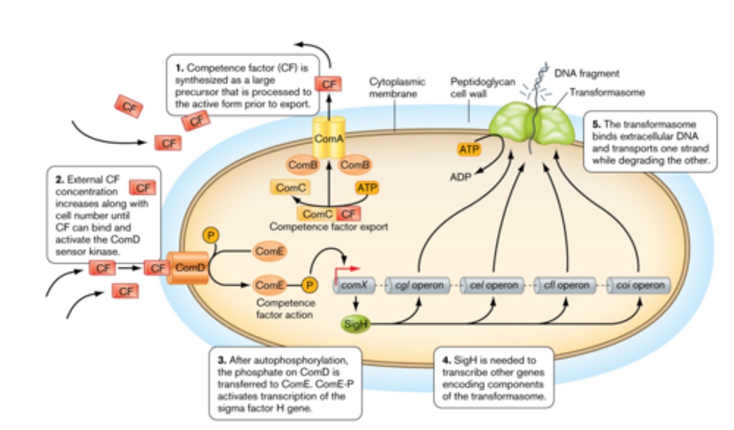 <p>some bacteria become capable of taking up DNA from the environment in response to sensing the presence of other bacterial cells</p>
