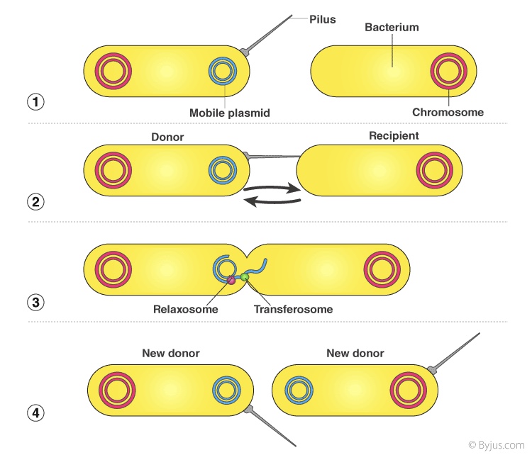 <p>one cell is connected to another cell</p>