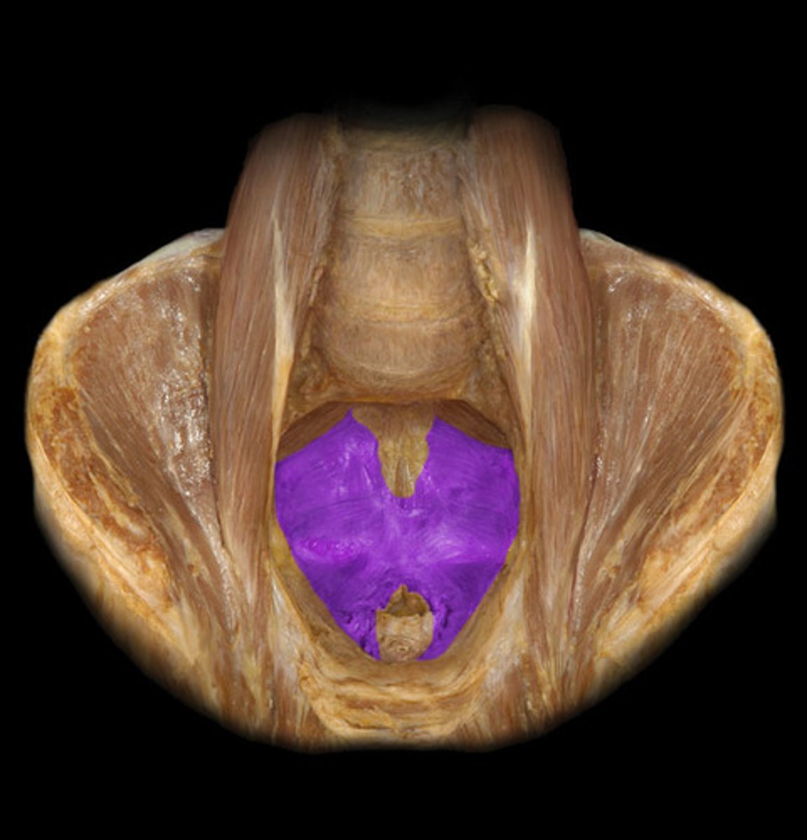 <p>BQ: Forms the floor of the pelvic cavity. Very important muscle because it supports the pelvic organs.</p>