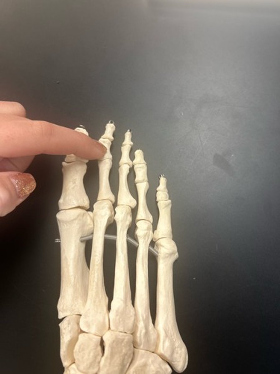 <p>name the bone</p>