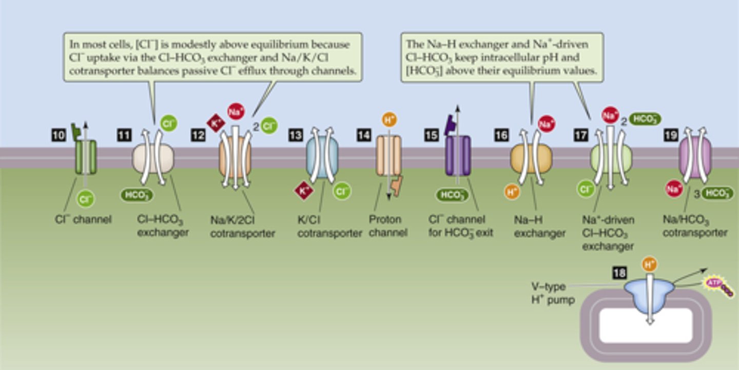 <p>Cl-/bicarb seen in blood cells and lungs</p><p>NKCC target of diuretics</p>