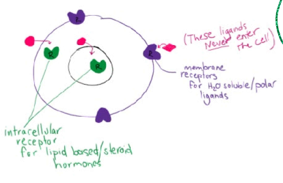 <ul><li><p>A <strong>transcription factor</strong> is a protein that binds to specific DNA sequences to regulate the transcription of genetic information from DNA to messenger RNA (mRNA). These proteins play a critical role in controlling gene expression. </p></li></ul><p></p>