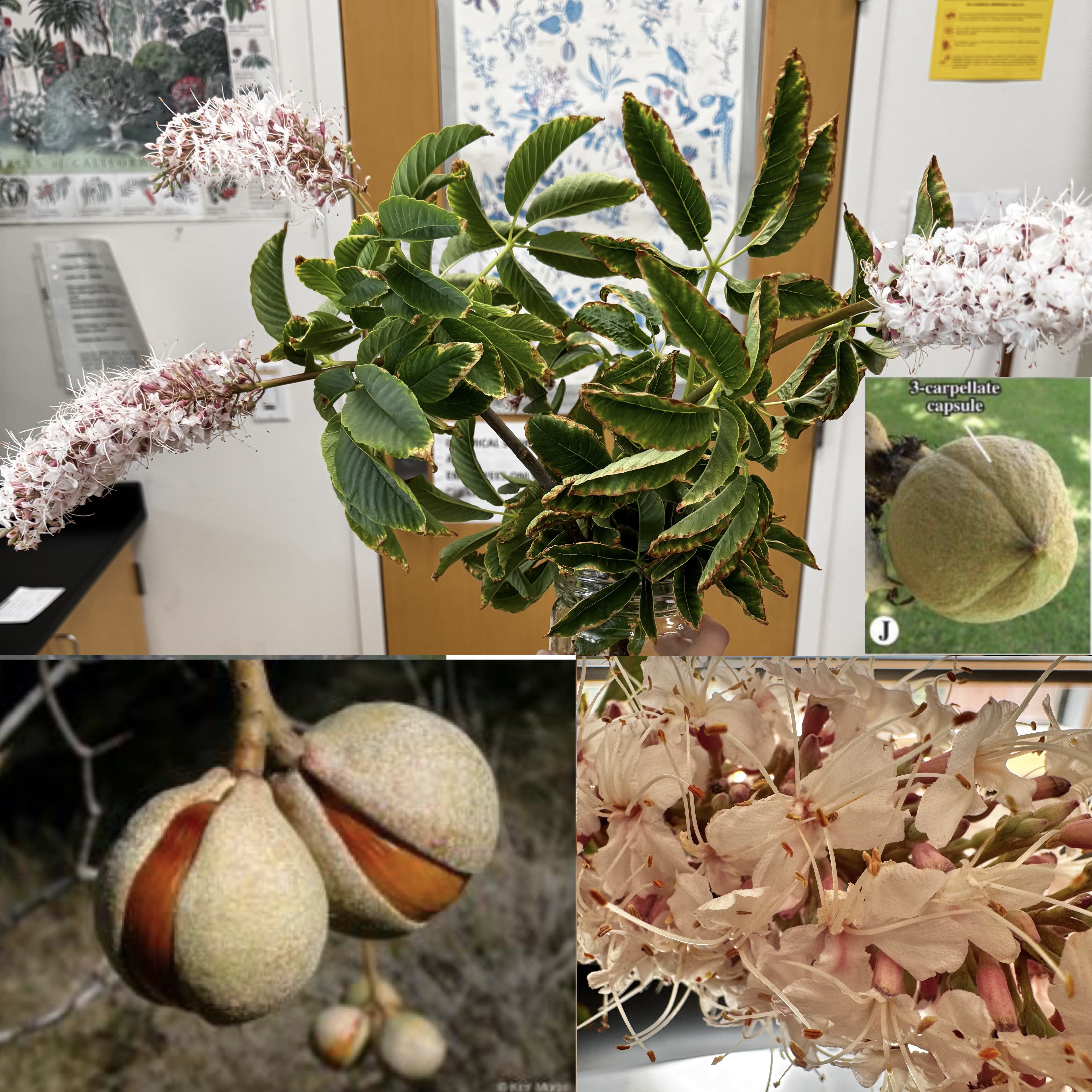 <p>What order, family, and genus?</p>