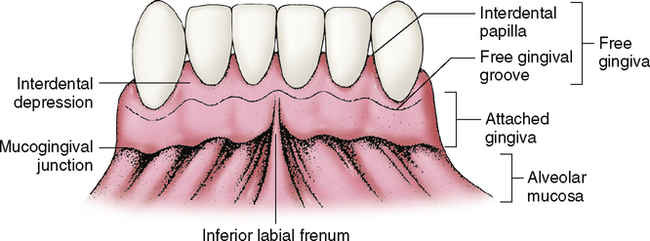 <p>Moveable tissues that surrounds the crown of the tooth just above the CEJ of the tooth </p>