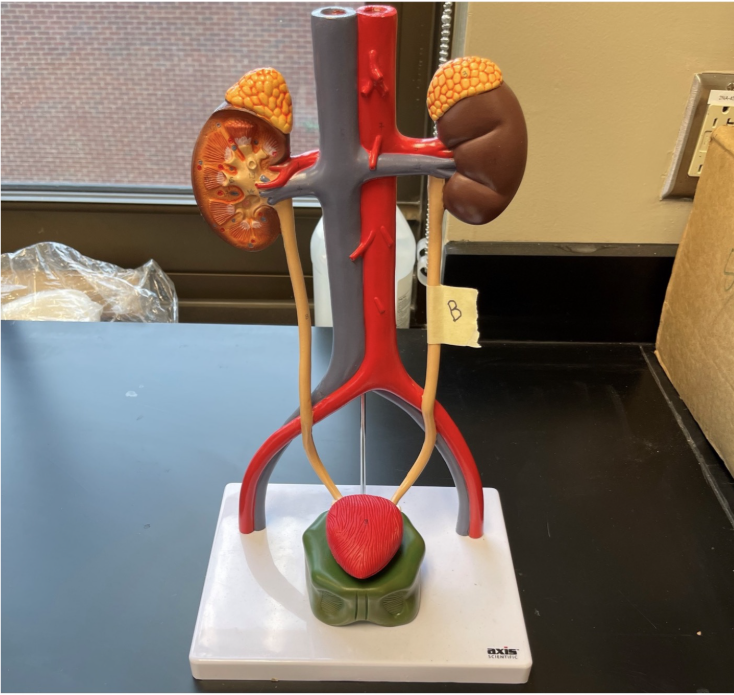 <p>What structure is labeled B?</p>