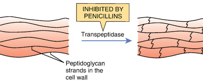 <p>Penicillin <strong><u>blocks transpeptidase</u></strong> using its beta-lactam ring, activating autolysins that <strong><u>break down the cell wal</u></strong>l → bactericidal (mainly gram+)</p>