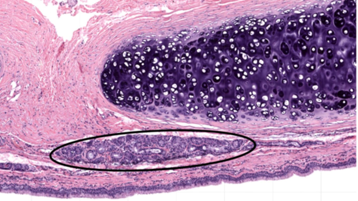 <p>These glands are in which layer of the trachea?</p>