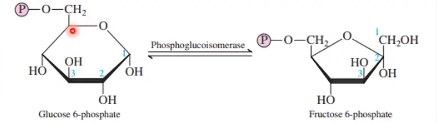 <p>Formation of Fructose-6-phosphate:<br>Enzyme: Phosphoglucoisomerase</p>