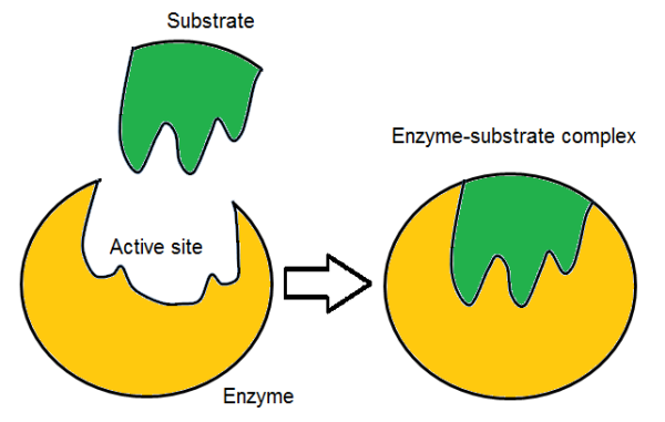 <p>Biological catalysts that increase activation rate. About 4000 in a typical cell. They have an activation site specific to the shape of the substrate and tightly close after it bonds with the substrate</p>