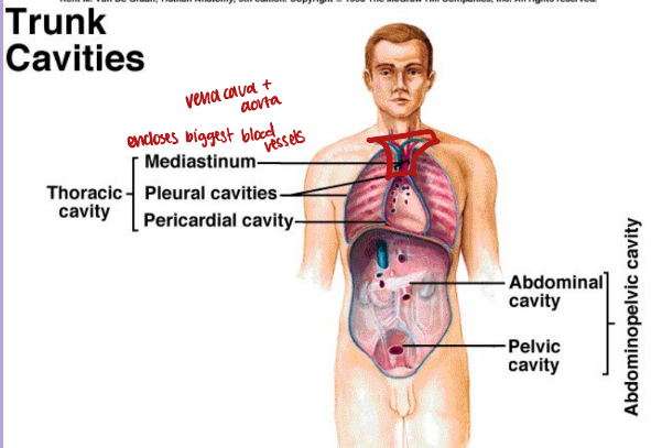 <p>The thoracic cavity is surrounded by the ribs and muscles of the chest</p><p>■ It is further divided into</p><p>– pleural cavities</p><p>– mediastinum</p><p>– pericardial</p><p></p><p>includes the biggest blood vessels: vena cava (superior and inferior) and aorta</p>