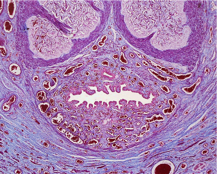 <p><strong>Penis</strong></p><ul><li><p class=""><strong>Two corpora cavernosa</strong> (top) and <strong>one corpus spongiosum</strong> (bottom)</p></li><li><p class="">Each erectile body is surrounded by <strong>tunica albuginea</strong> </p></li><li><p class=""><strong>Urethra</strong> runs through the <strong>corpus spongiosum</strong>, lined by <strong>transitional or pseudostratified epithelium</strong></p></li></ul><p></p>