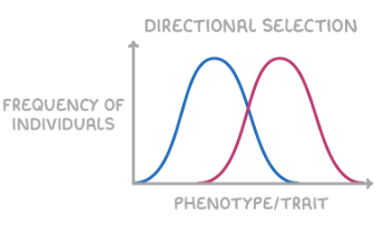 <ul><li><p>selects for one extreme phenotype over others</p></li><li><p>increases allele frequency for one extreme phenotype</p></li><li><p>shifts curve in direction of favoured extreme</p></li><li><p>e.g. antibiotic resistance in bacteria</p></li></ul><p></p>