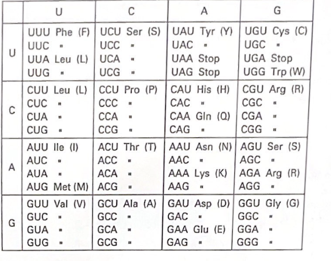 <p>which amino acid would you expect a tRNA with the anticodon 5’-AAA-3’ to carry?</p>