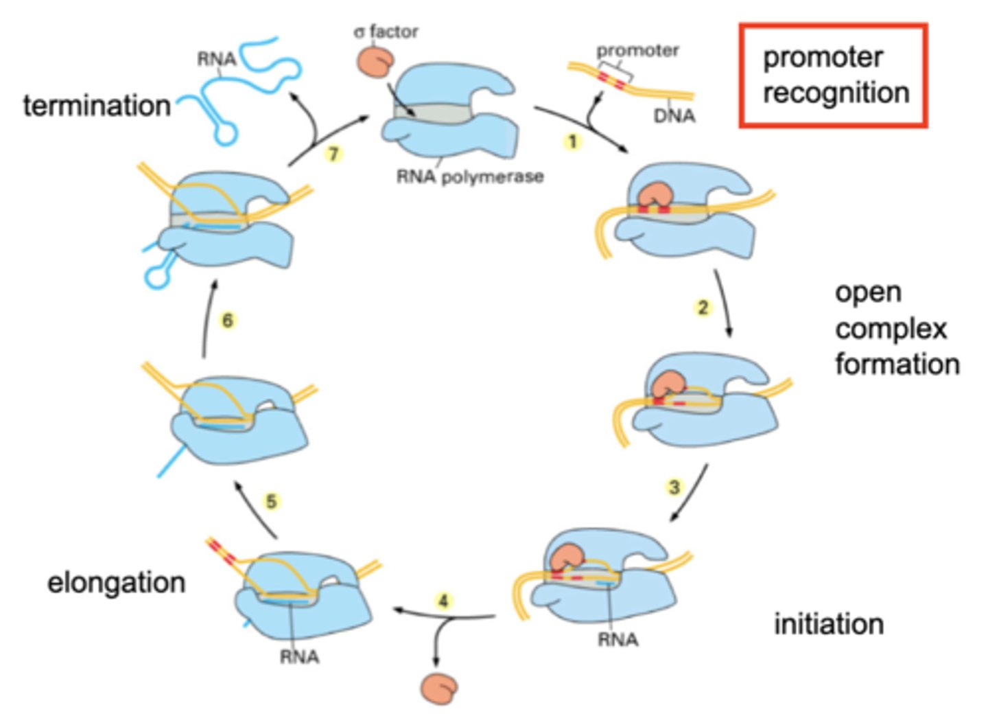 <p>promoter recognition; transcription repressors and activators affect the sigma factors ability to recognize the promoter</p>