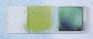 <p>What type of slide preparation is shown in the image?</p>