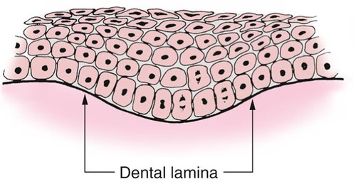 <p>A thickened oral epithelium that begins forming in the sixth embryonic week.</p>