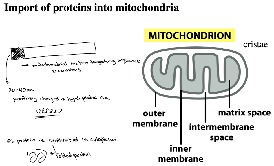 <ul><li><p>The N-terminal targeting sequence is exposed early during protein synthesis.</p></li><li><p>Cytoplasmic chaperones bind to the protein to prevent complete folding and keep the N-terminal signal accessible. &nbsp;</p></li><li><p>The TOM complex recognizes this exposed N-terminal sequence.</p></li><li><p>The protein is unfolded as it is translocated across the mitochondrial membranes.</p></li></ul><p></p>