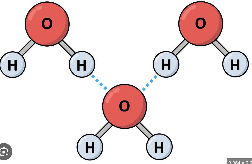 <p>Hydrogen bonds</p>