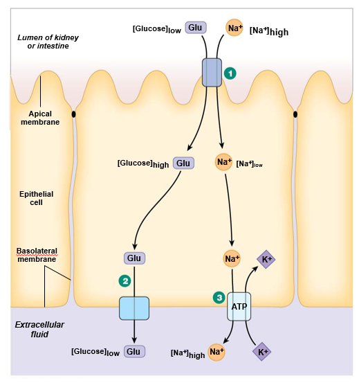 
1. **Na+ glucose symporter**: apical, secondary active transport
2. **GLUT transporter**: basal, facilitated diffusion
3. **Na+ K+ ATPase**: basal, primary active transport

\
Na+ is high outside cell, low inside cell

glucose is low outside cell, high inside cell
