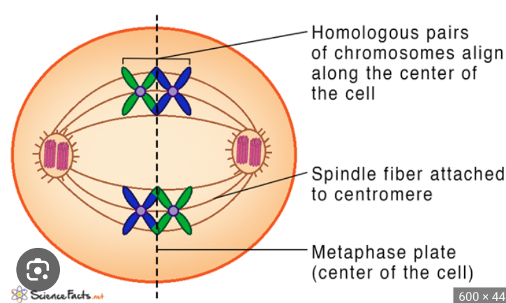 <p>independent orientation- meiotic spindle fibers align tetrads at the metaphase plate</p><p>chromosomes can independently orient themselves in 8 million different ways here</p>