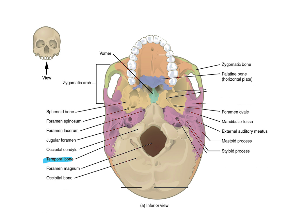 <p>temporal bone</p>
