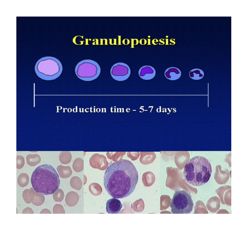<p><span>Key regulatory factors for granulopoiesis are:</span></p><p><span>-Interleukin (IL)-3</span><br><span>-Granulocyte-macrophage-colony stimulating factor (GM-CSF)</span><br><span>-(neutrophils): G-CSF</span><br><span>-(basophils): IL-4</span><br><span>-(eosinophils): IL-4</span></p><p><span>Maturation characteristics: Nuclear segmentation, acquisition of primary, then secondary granules</span></p><p><span>Negative feedback inhibition by mature forms</span></p><p><span>Rate of formation: 1-2 x 10<sup>9</sup> granulocytes/kg/day</span></p>