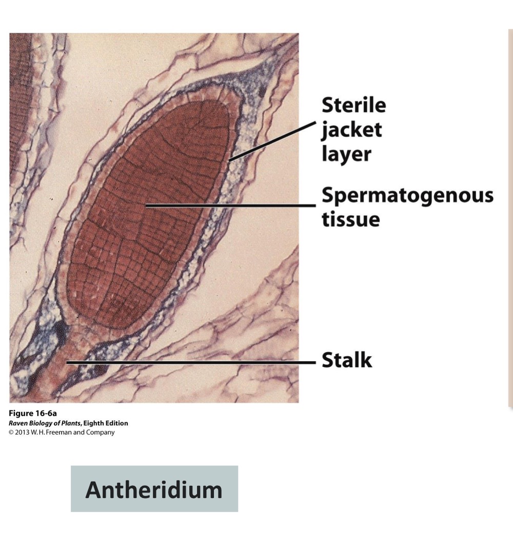 <p>Spherical/elongated, sterile cell layer houses spermatogenous cells, biflagellated</p>